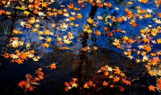 月光所照皆是故乡 月光所照皆是故乡